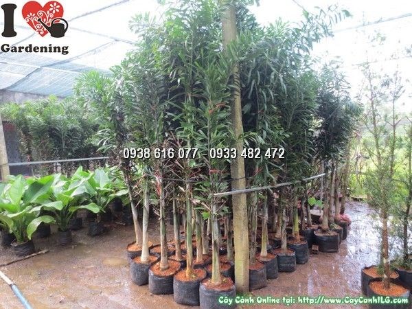 Cây Đủng Đỉnh (Cao 2m – Ms: 24237)