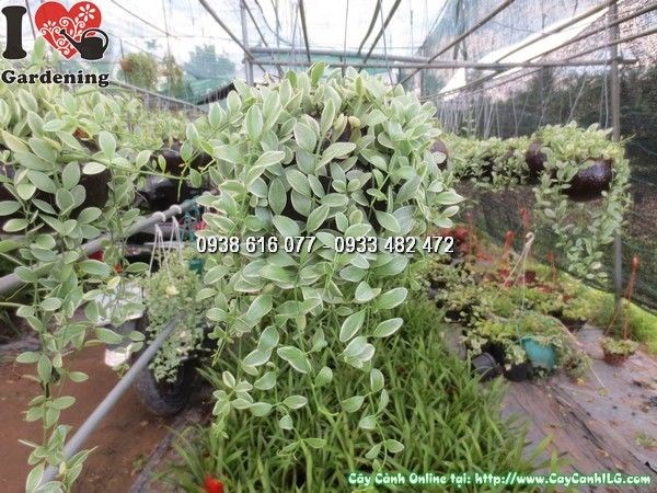 Cây Gáo Dừa Cẩm Thạch (Ms: 24242)
