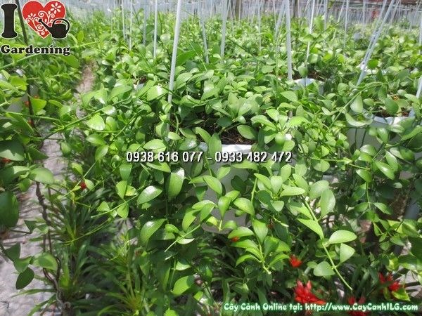 Cây Hạt Dưa (Ms: 24247)