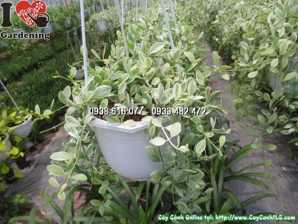 Cây Hạt Dưa Cẩm Thạch (Ms: 24251)