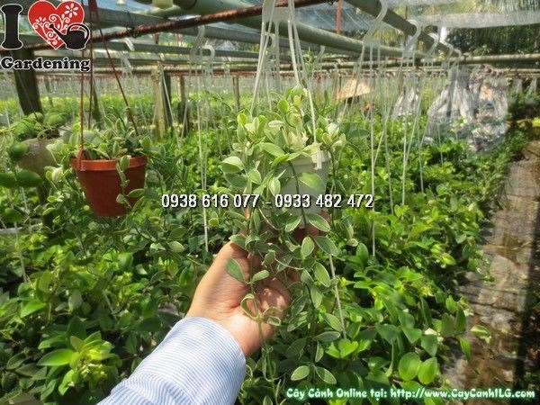 Cây Hạt Dưa Chậu Treo (Ms: 24258)