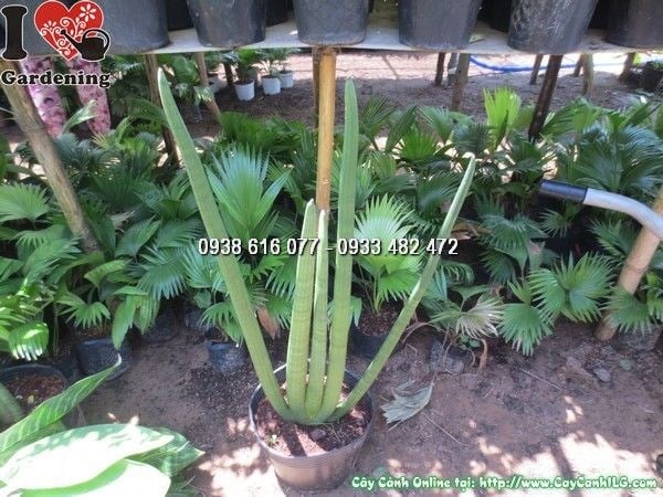 Cây Ngà Voi (Cao 65cm – Ms: 24287)