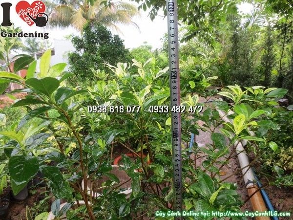 Cây Hoa Lài Mỹ (Cao 1m2 – Ms: 24312)