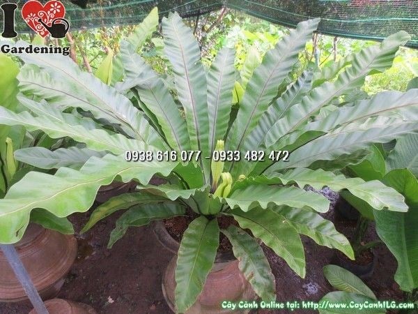 Cây Ráng Ổ Phụng (Cao 60cm, tán 1m2 – Ms: 24325)