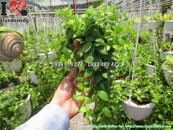 Cây Son Môi Chậu Nhỏ (Ms: 24336)