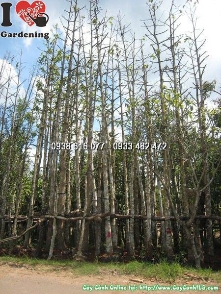 Cây Dầu Rái (Cao 6m Đk 20cm – Ms: 24344)