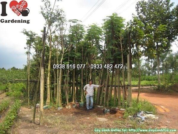 Cây Lim Xẹt (Cao 4m Đk 10cm – Ms: 24363)