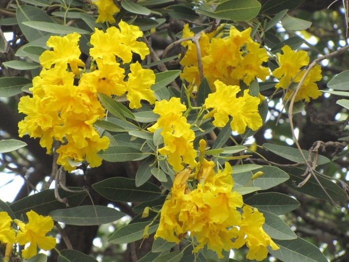 Cây Chuông Vàng Giống (Cao 60cm – Ms: 24366)