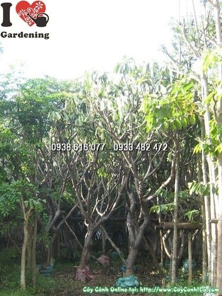 Cây Hoa Sứ Đại (Cao 4m Đk 15cm – Ms: 24375)