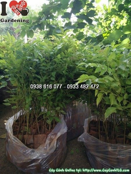 Cây Lát Hoa Giống (Cao 40cm – Ms: 24379)