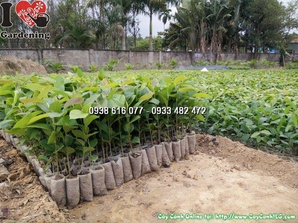 Cây Dầu Giống Bọc Nhỏ (Ms: 24404)