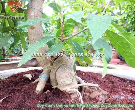 Cây Lộc Vừng Bonsai (Cao 80cm – Ms: 18381)