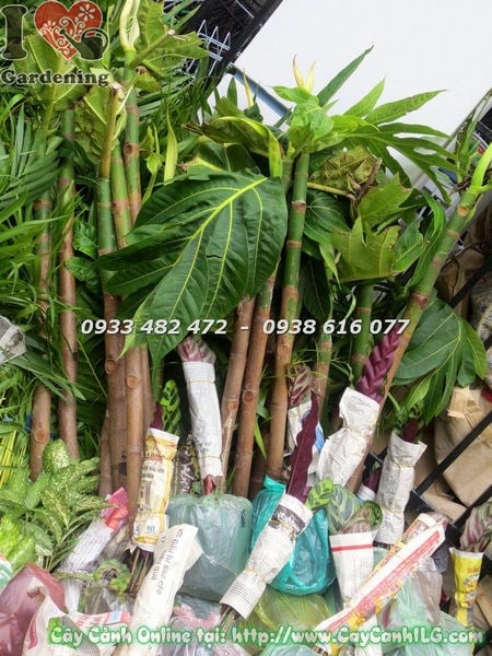 Cây Sa Kê Giống (Cao 1m – Ms: 18375)