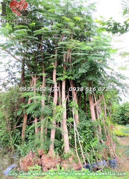 Cây Phượng Vĩ (Cao 5m Đường Kính 20cm – Ms:18384 )