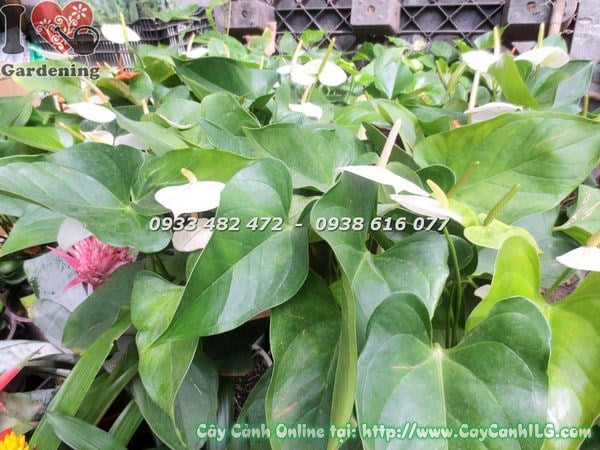 Cây Tiểu Hồng Môn Hoa Trắng (Cao 40cm – Ms: 18432)