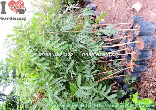 Cây Dầu Rái (Cao 5m – Đường Kính 15cm – Ms: 18383)