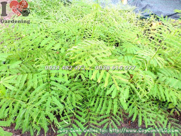 Cây Phượng Vĩ (Cao 1m – Ms: 18430)