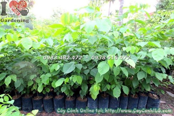 Cây Giáng Hương Cao 1m – Ms: 18431)
