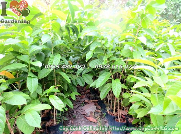 Cây Bằng Lăng (Cao 1m – Ms: 18486)