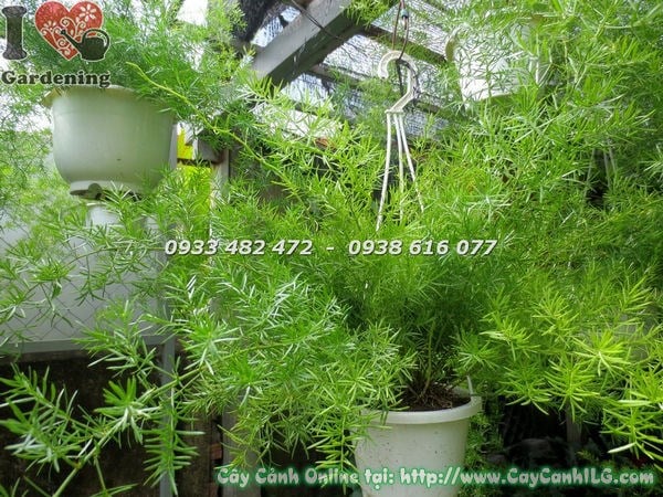 Cây Trúc Thiên Môn Chậu Treo (Ms: 18509)