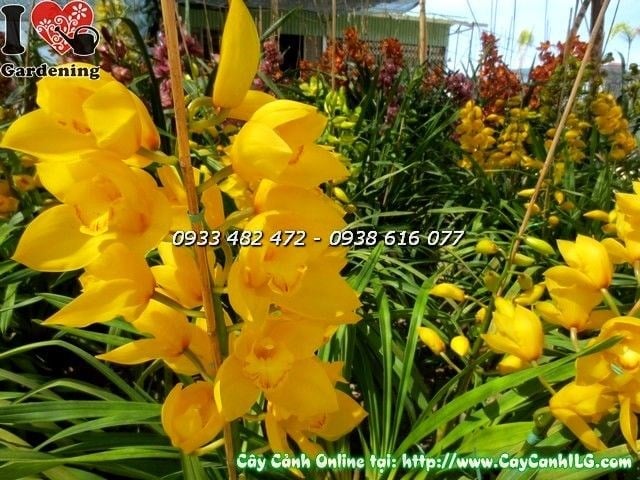 Cây Địa Lan Tết Màu Vàng (Ms: 19831 )