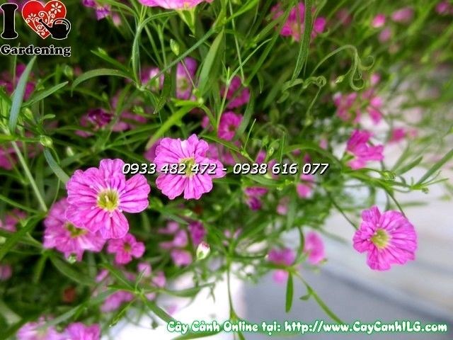 Cây Hoa Cúc Baby Màu Hồng (Ms: 19840)