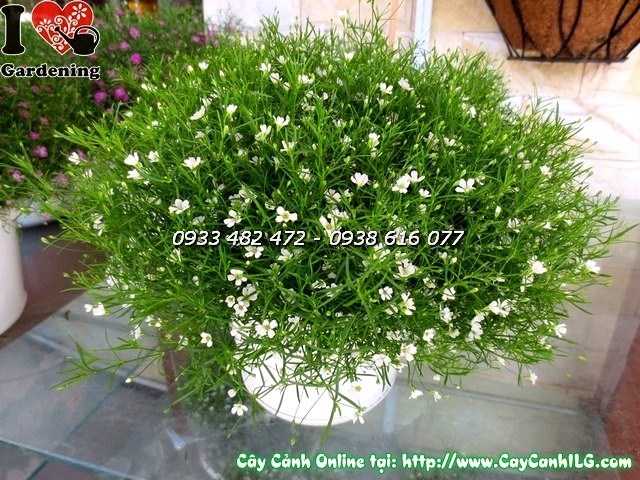 Cây Hoa Cúc Baby Màu Trắng (Ms: 19851)