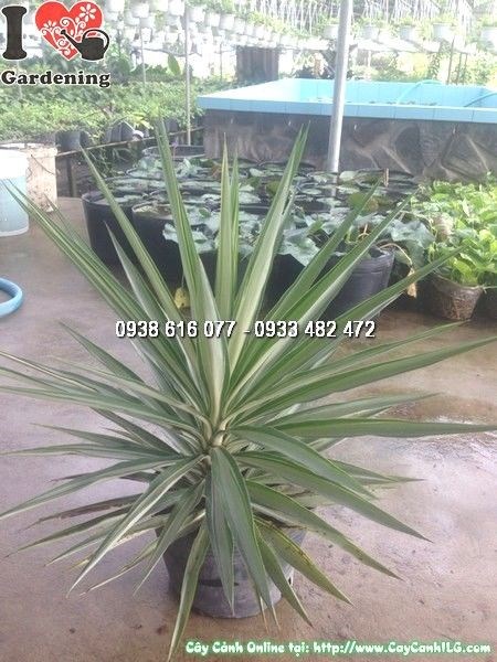 Cây Dứa Dương Tiễn (Cao 60cm – Ms: 24642)