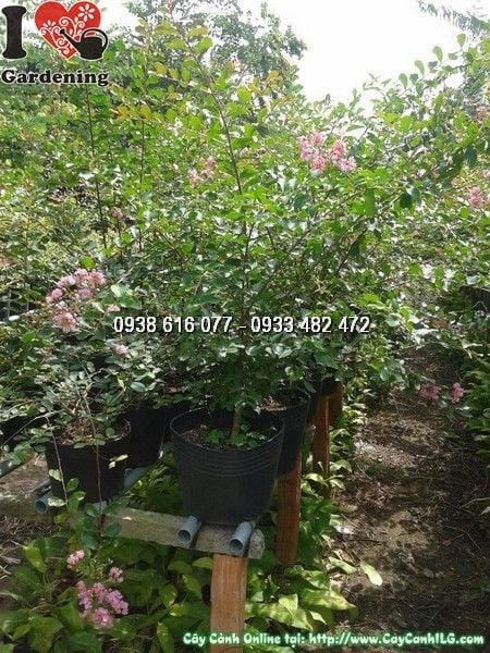 Cây Tường Vi Hoa Hồng (Cao 50cm – Ms: 24646)