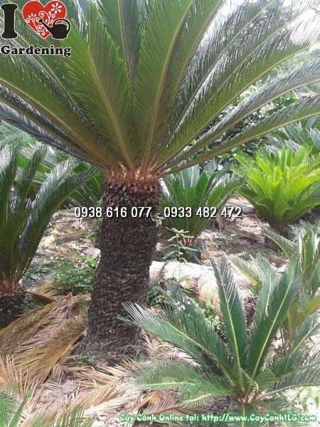 Cây Vạn Tuế (Cao 1m3 Lóng 80cm – Ms: 24657)