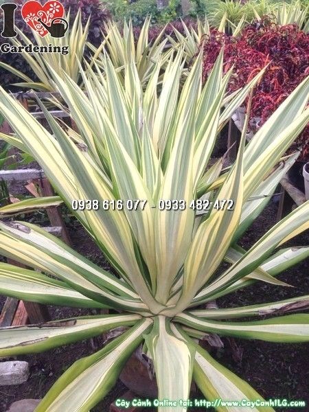 Cây Dứa Sọc Thái (Cao 60cm – Ms: 24670)