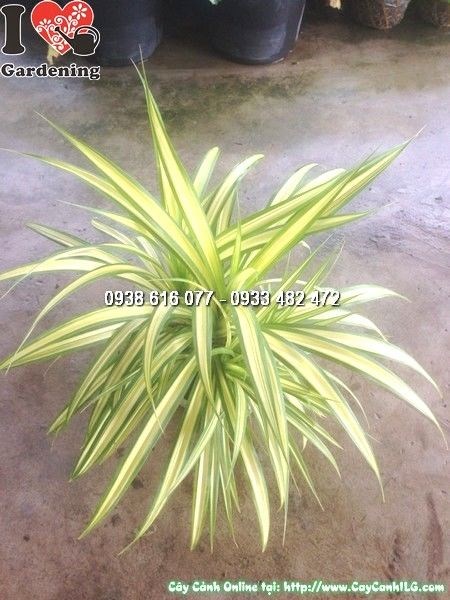 Cây Dứa Vạn Phát (Cao 25cm – Ms: 24678)