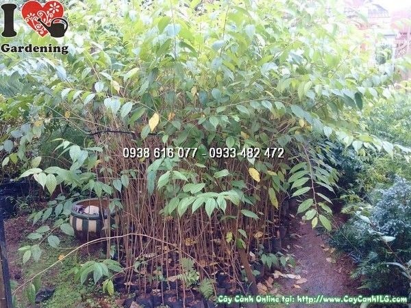 Cây Mai Anh Đào Giống (Cao 1m2 – Ms: 24683)