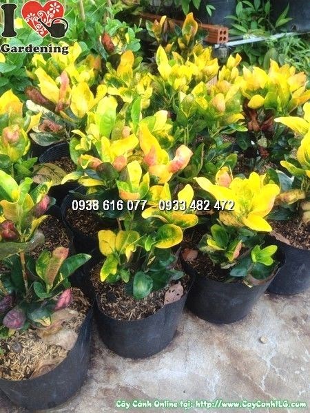 Cây Lá Màu Mù U (Cao 20cm – Ms: 24687)