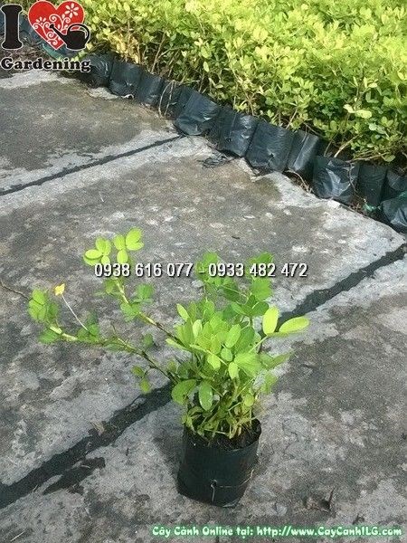 Cây Cỏ Đậu Bọc Lớn (Ms: 24709)