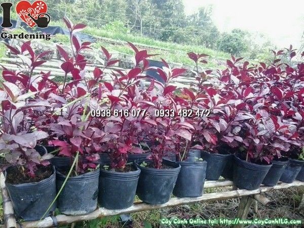 Cây Mắt Nai Giống (Ms: 24719)