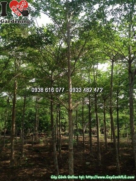 Cây Bàng Đài Loan (Cao 5m Đk 15cm – Ms: 24732)