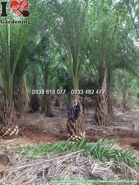 Cây Cọ Dầu (Cao 4m Lóng 1m – Ms: 24738)