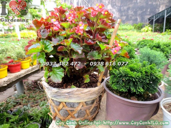 Cây Hoa Thu Hải Đường (Cao 30cm – Ms: 18515)