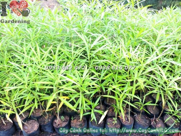Cây Thông Thiên (Cao 30cm – Ms:18488 )