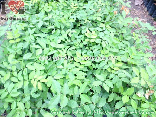 Cây Gõ Đỏ Giống (Cao 60cm – Ms: 18489)
