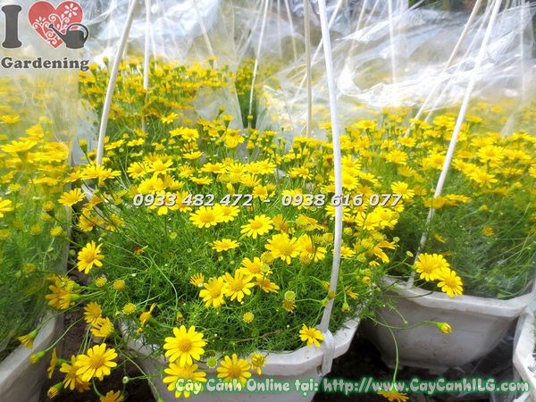 Cây Hoa Cúc Sao Băng Chậu Treo (Ms: 18531)