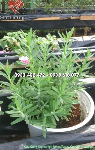 Cây Hoa Lavender ( Ms: 22891)
