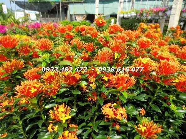 Cây Hoa Trang Cam (Cao 90cm – Ms: 22901)