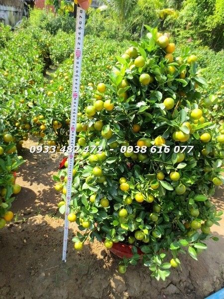 Cây Tắc Tết (Cao 90cm – Ms: 22911)