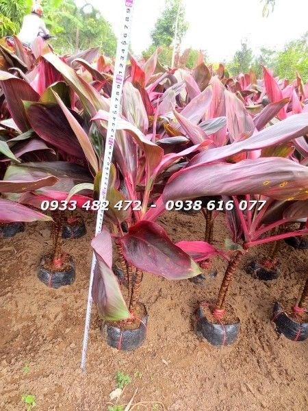 Cây Huyết Dụ (Cao 70cm – Ms: 22762)