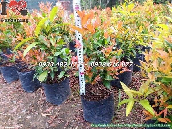 Cây Hồng Lộc Giống (Cao 30cm – Ms: 22775)
