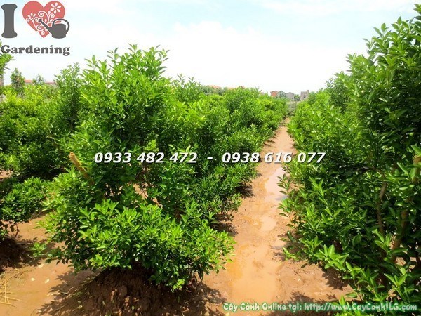 Cây Quất Hà Nội (Cao 1m – Ms: 23420)