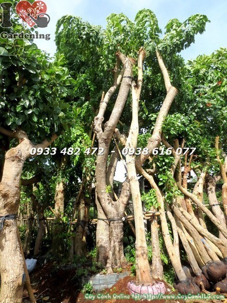 Cây Muồng Hoàng Yến Cổ Thụ ( Cao 5m Hoành 120cm – Ms: 23422)