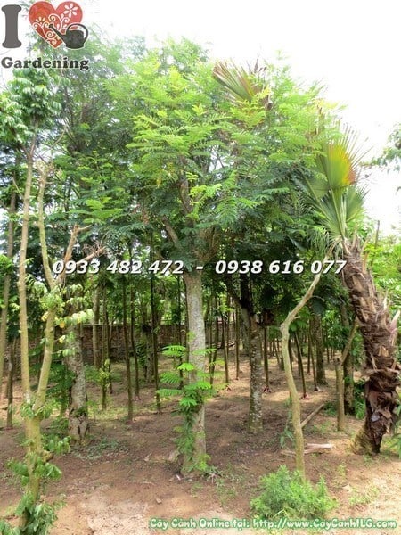 Cây Muồng Kim Phượng (Cao 4m Đk 20cm – Ms: 23440)